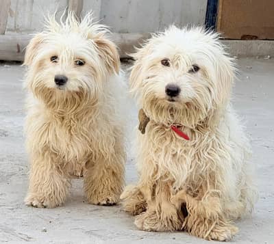 Pair Of Little Cute Dogs