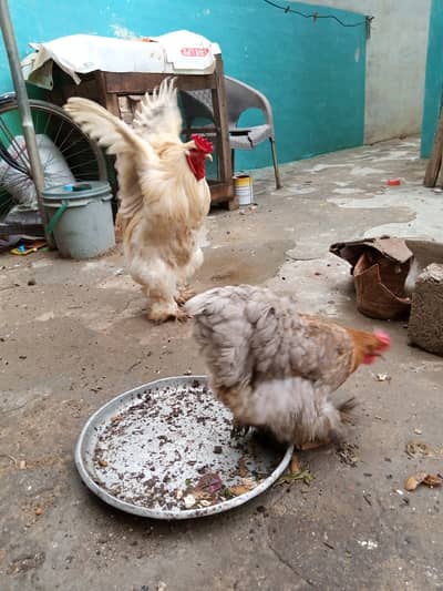 Brahma / Heavy Cochin Pair