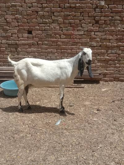 goat for sale ha 0300. . . . . 687. . . 14. . . 87