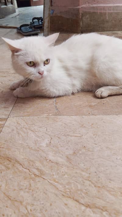 White Persian cat  for sale - Healthy & Playful