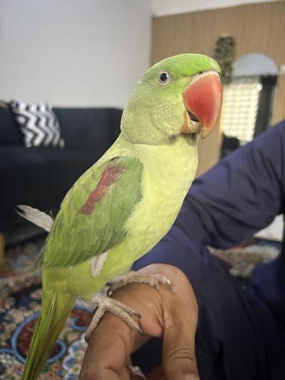 Raw Kashmiri Pahari 03190150180