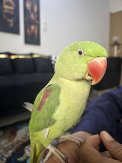 Raw Kashmiri Pahari 03190150180