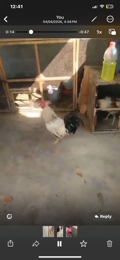 Murgha for sale 2500