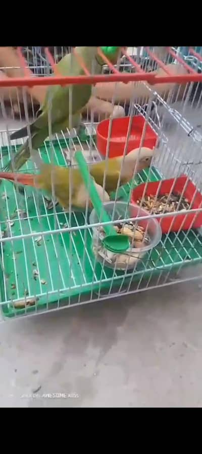 pineapple conure handtame birds