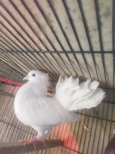 white lakha kabooter for sale