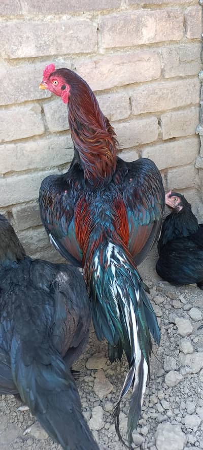 Lakha Lasani Murga Aur Mushki Maadiya.