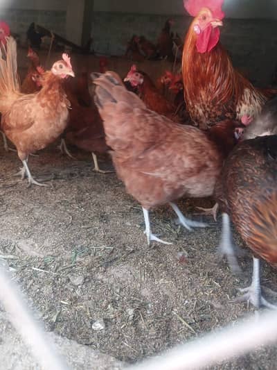 انڈے دینے والی مرغیاں دستیاب