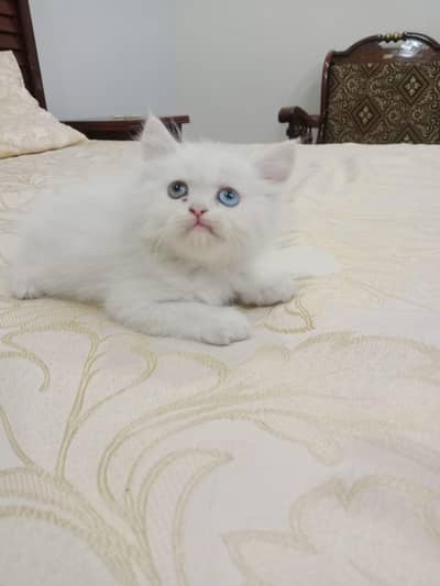 what's app num  03414887795