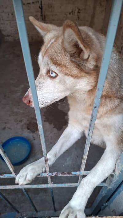 urgent sale