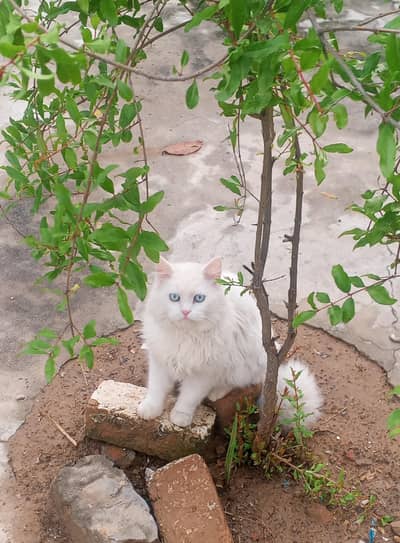 persian cat (person kitten)Triple Coated Blue Eyes kitten For Sale