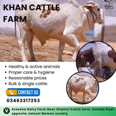 Qurabani cows | cholistani | Ablak | Cows | Palai service | Bull