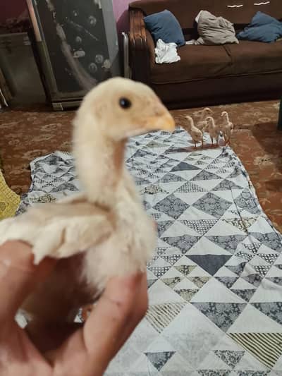 Shamo original ( German )