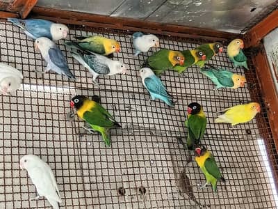 opline/ creamino setup