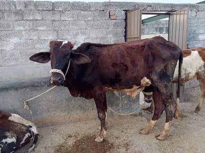 Bachra | Katta | Wacha | Cow | Qurbani k janwar | Bulls | بھنس | گائے