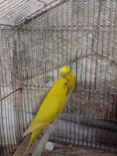 red eyes love bird for sale 6 month age final price