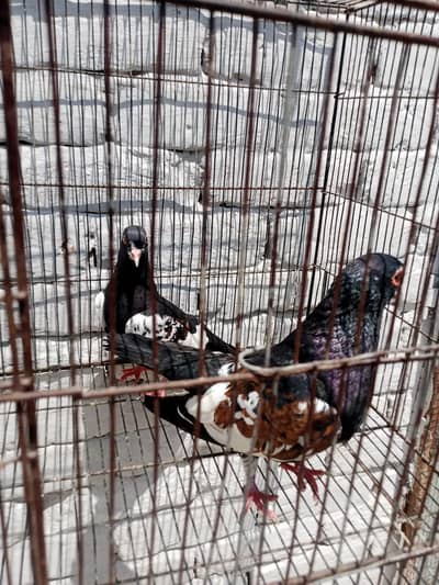 black khal guldar kalyara pair