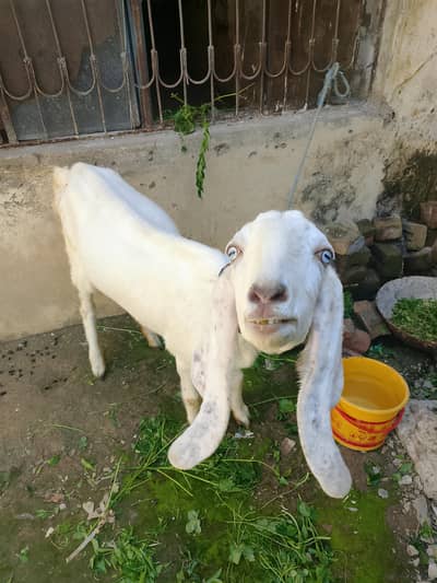 Rajanpuri bakre for sale