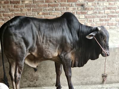 Qurbani Bull | Bachra| Wacha  for Sale – Lahore