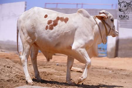 Qurbani Special Cattle | Healthy and Active | Ablak | Palai Service