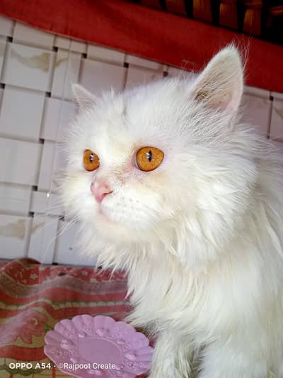 Premium White Persian Cat / Triple Coat / Extra long Fur //Chubby Face