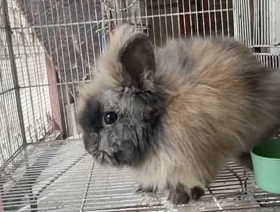 Teddy Bear Dwarf Adult