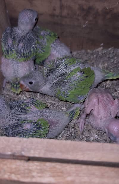 Parrots chicks available for sale