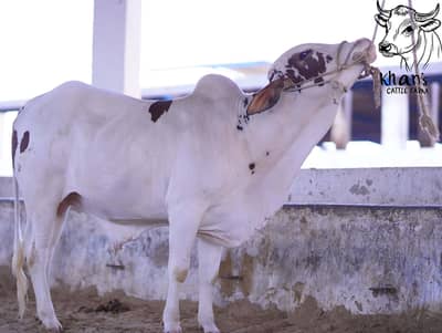 Bachra | Desi bachrey | Qurbani ka janwar | Qurbani 2026 Ablak | Palai