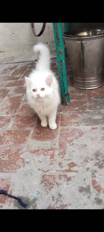 parsian male kitten for sale