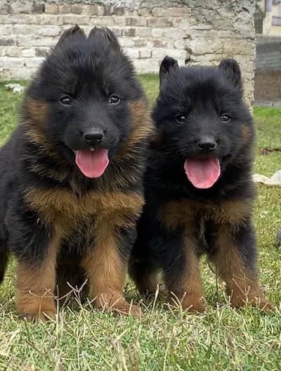 German Shepherd | black n tan puppies pair | gsd puppy | long coat