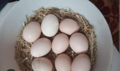 parrotbeak eggs