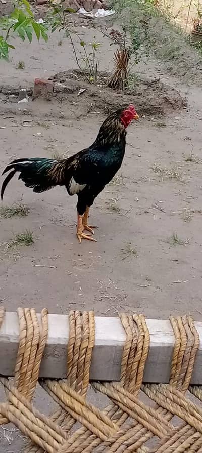 marithi miwali cross