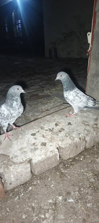 ferozpuri+ Kasuri x highflyer pigeon final 1200