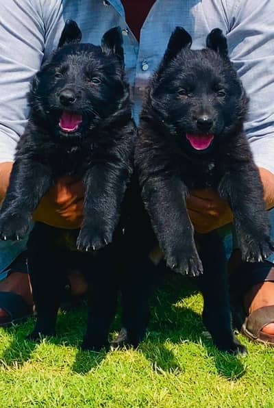German Shepherd | black Shepherd | black German Shepherd puppies