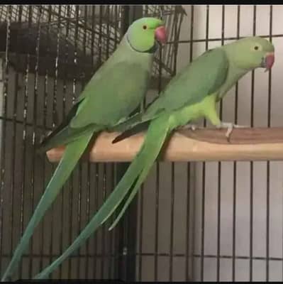Green Ring neck breader pair