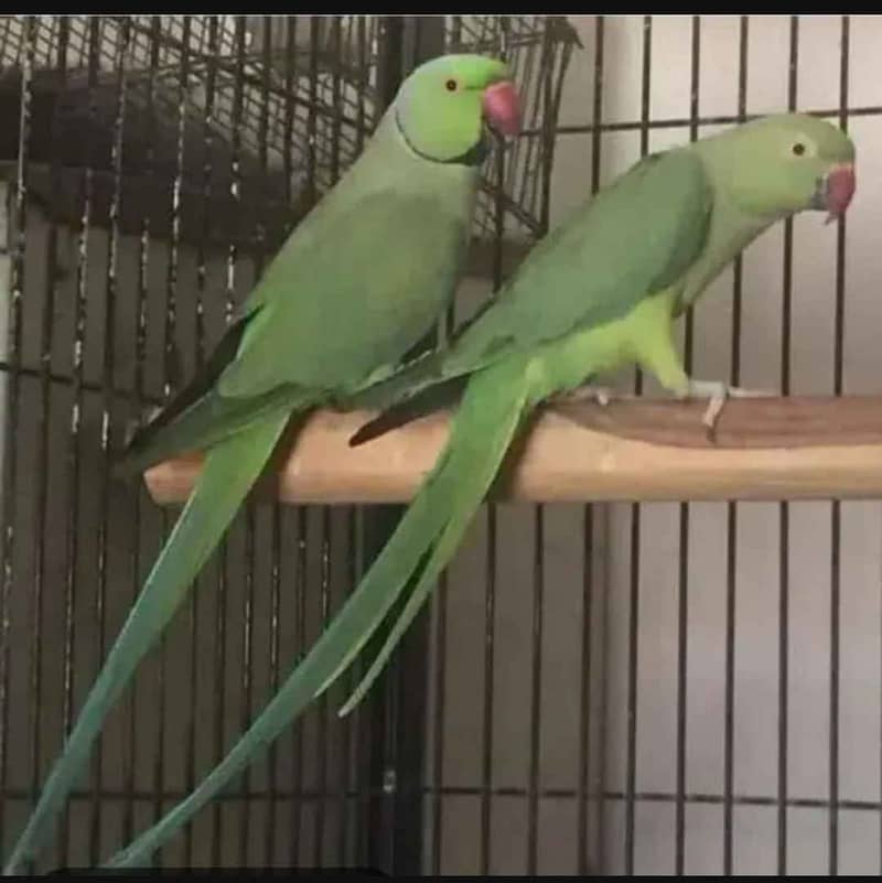 Green Ring neck breader pair 0