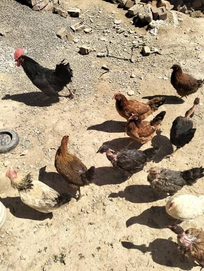 golden misri hens for sale