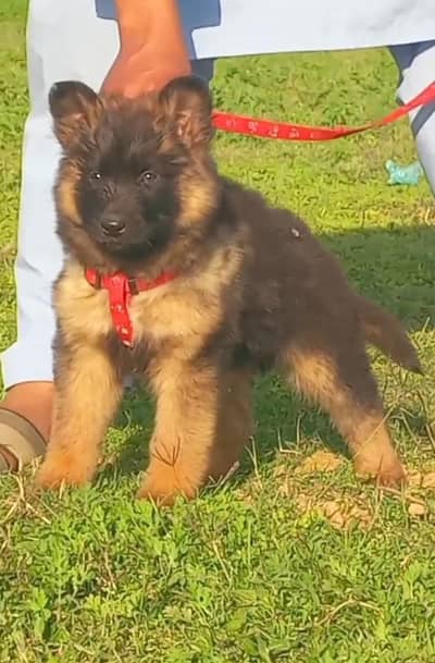 German Shepherd long coat male dog for sale
