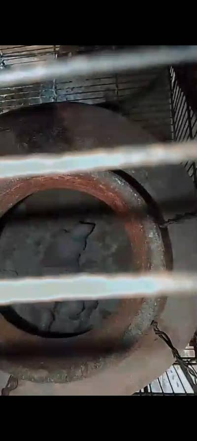 4 pice ringneck kids available