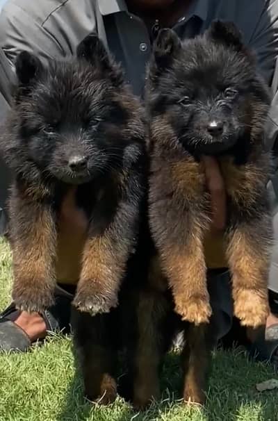 German Shepherd pair | long coat | German Shepherd puppies for sale