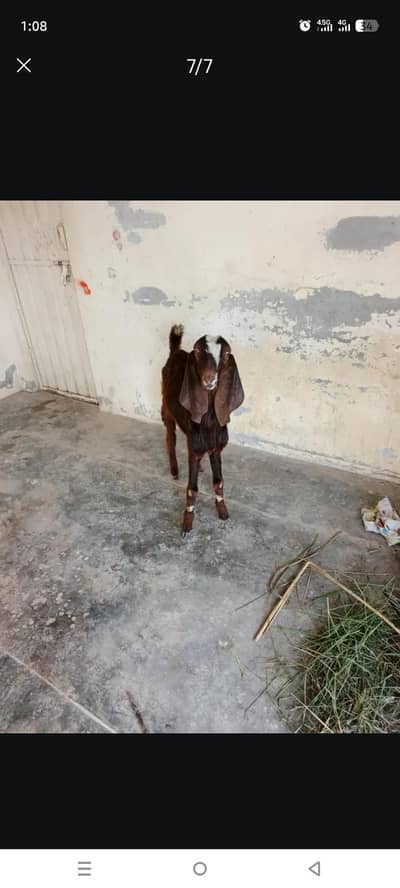 قربانی کا بکرا دیسی اور بیتل کا کراس