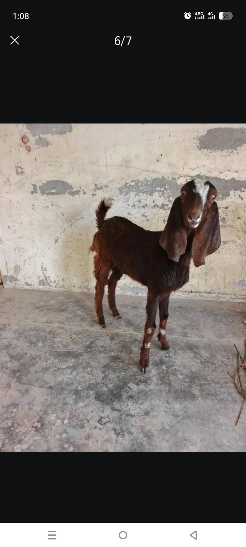 قربانی کا بکرا دیسی اور بیتل کا کراس 1