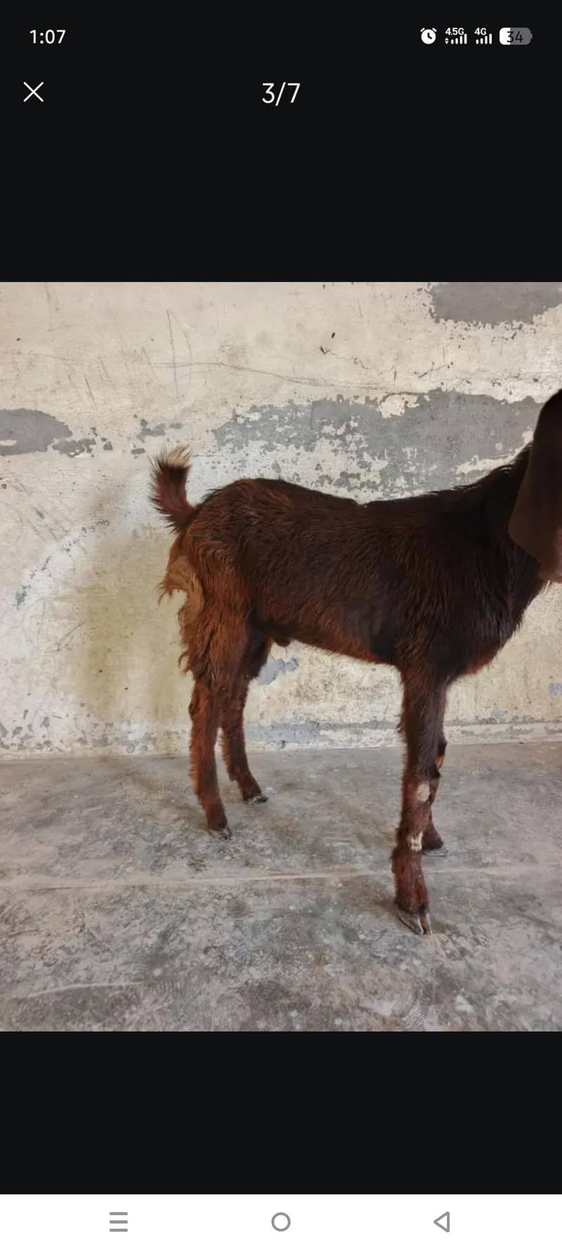 قربانی کا بکرا دیسی اور بیتل کا کراس 3