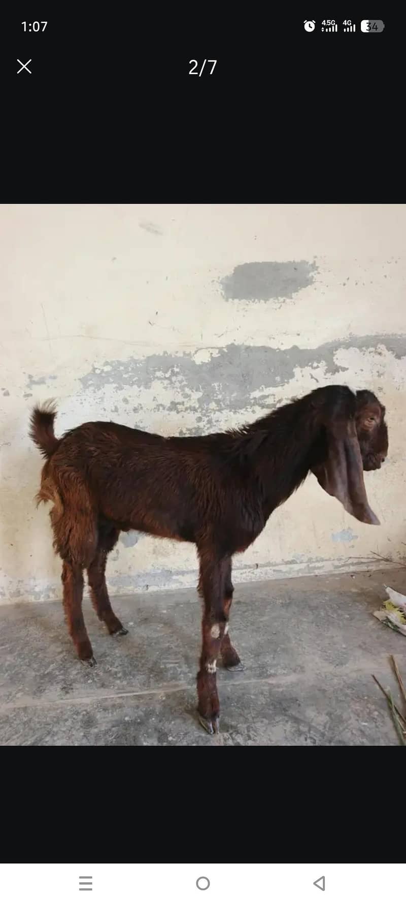 قربانی کا بکرا دیسی اور بیتل کا کراس 4