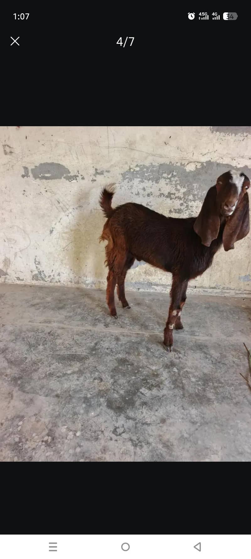 قربانی کا بکرا دیسی اور بیتل کا کراس 5