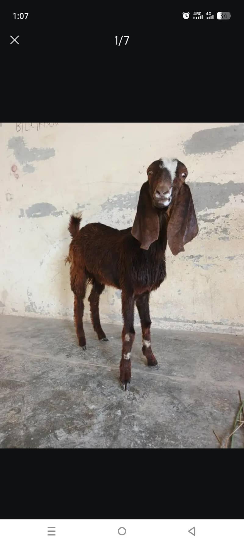 قربانی کا بکرا دیسی اور بیتل کا کراس 6