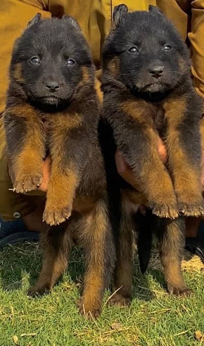 black n tan German Shepherd puppies | gsd puppy | gsd dog