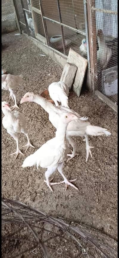 aseel egg and 6 months pathe available
