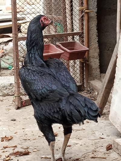 Jet Black German O Shamo