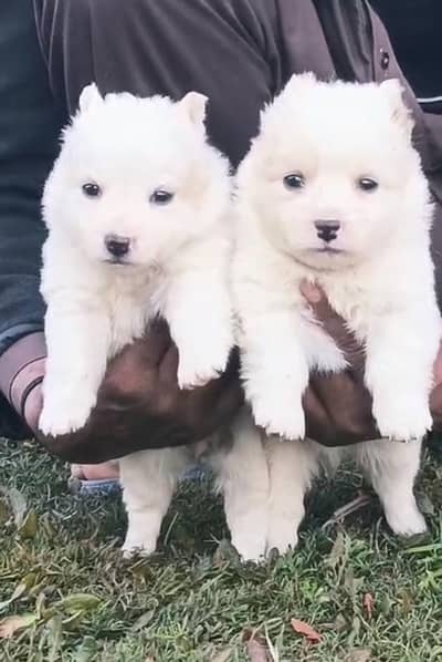 Russian puppies | long coat Russian puppy | pink nose | Russian Dogs