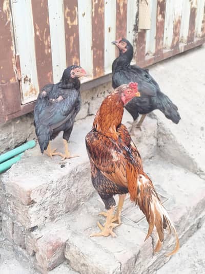 1 Aseel Male And 2 Female Ready to breed For sale